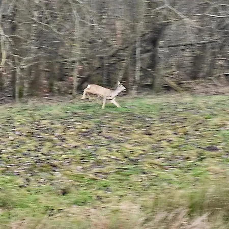 Vilanovka - Z Prywatna Balia Przy Stawie I Lesie Holiday home Wilanowo (Kartuzy)