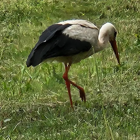 Vilanovka - Z Prywatna Balia Przy Stawie I Lesie Wilanowo (Kartuzy)