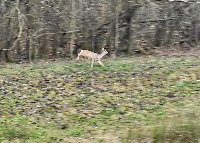 Vilanovka - Z Prywatna Balia Przy Stawie I Lesie בית נופש Wilanowo (Kartuzy)