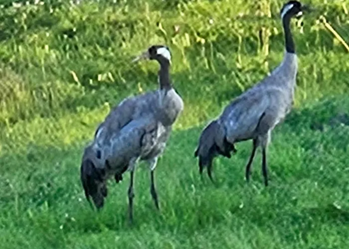 Vilanovka - Z Prywatna Balia Przy Stawie I Lesie בית נופש *