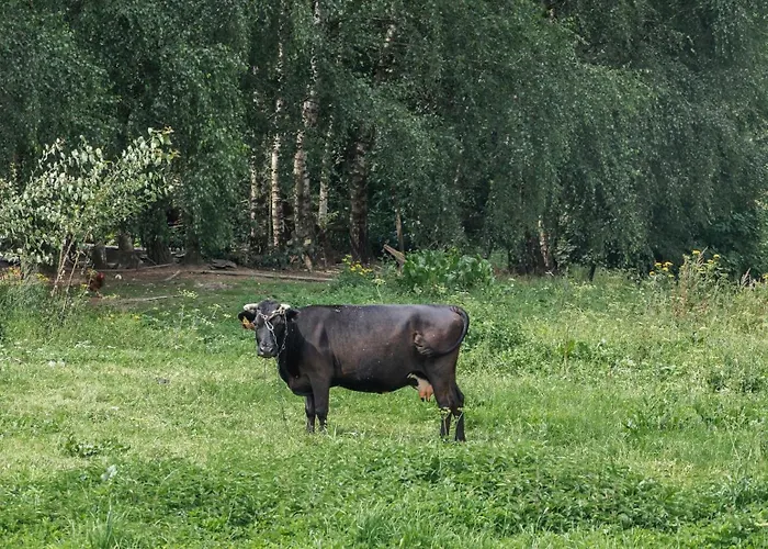 Vilanovka - Z Prywatna Balia Przy Stawie I Lesie * Wilanowo (Kartuzy)